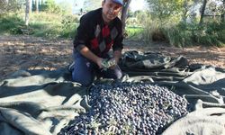 Balıkesir’de zeytin hasadına başlandı