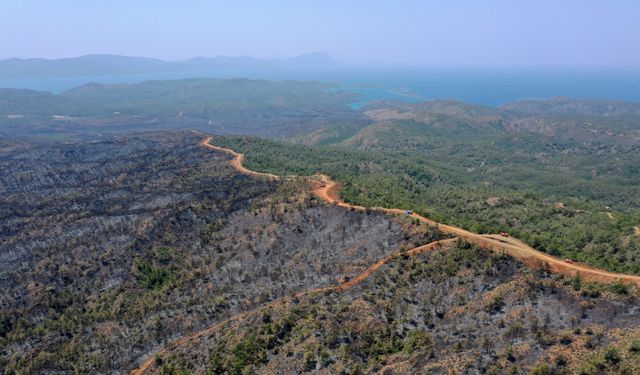 Marmaris'teki orman yangınıyla ilgili gözaltına alınan şüpheli tutuklandı