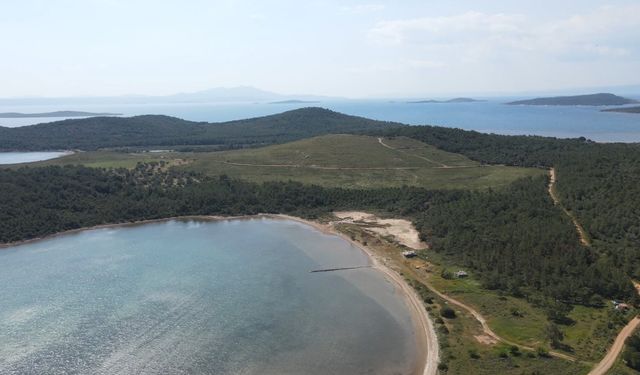 Ayvalık’ta yanan alanlar ormana dönüşüyor