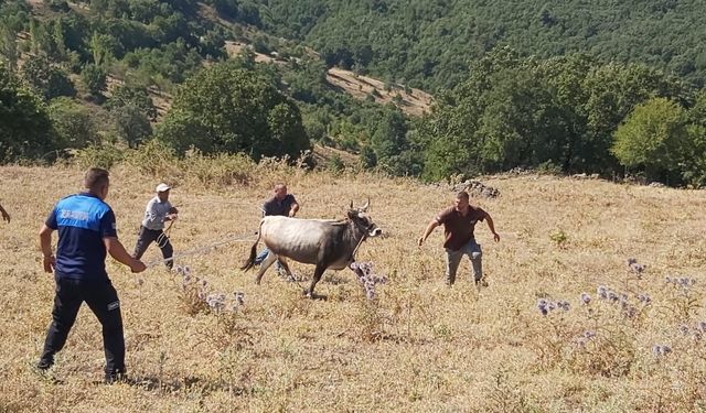 25 gün boyunca kaçan boğa yakalandı! Haluk Levent harekete geçti!