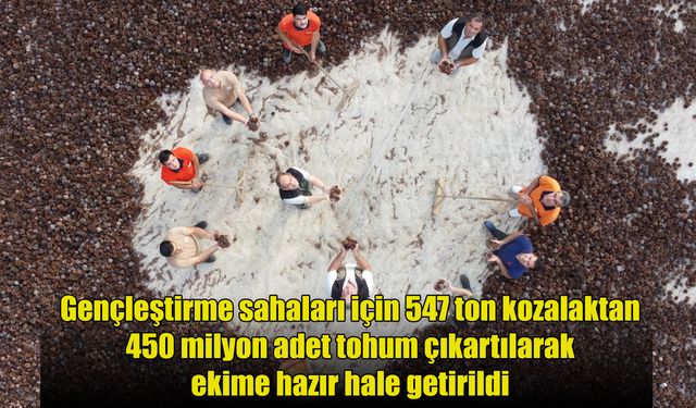 Yanan ormanlar 450 milyon adet tohumla tekrar yeşerecek