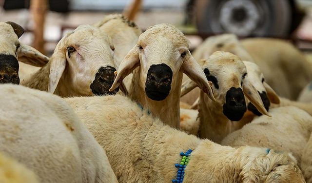 Vekaletle kurban kesim bedeli yurt içinde 5 bin 950, yurt dışında 2 bin 750 lira olarak belirlendi