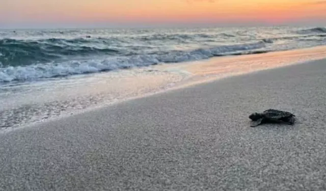 Patara'da yılın ilk yavru caretta carettaları denizle buluştu