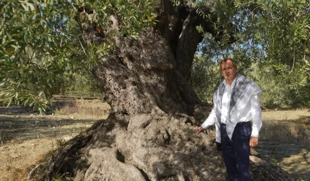 'Ayvalık Zeytinyağı' AB'den tescil bekliyor