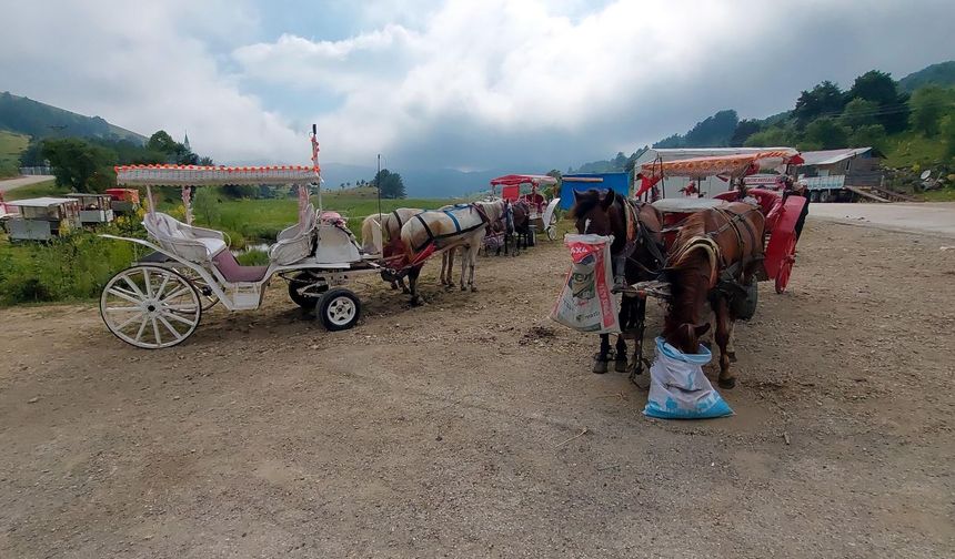 Abant Milli Parkı'nda fayton yasaklandı